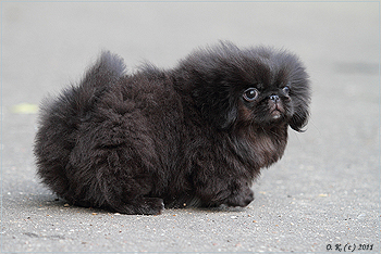 Пекинес сука черная щенок продается